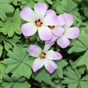 Hietakäenkaali - Oxalis adenophylla