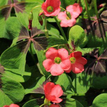 Käenkaali - Oxalis deppei