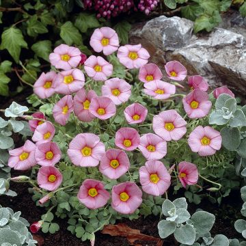Käenkaali - Oxalis obtusa