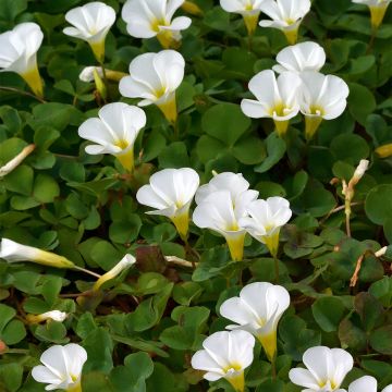Purppurakäenkaali Alba