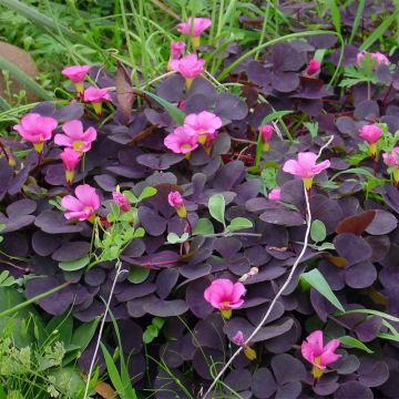 Purppurakäenkaali Garnet