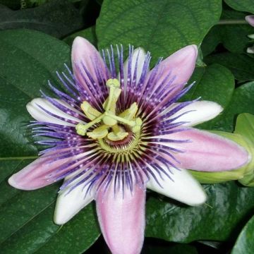 Kärsimyskukka Perfume Passion