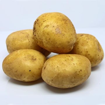 Peruna Agria