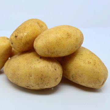 Peruna Ditta luomu