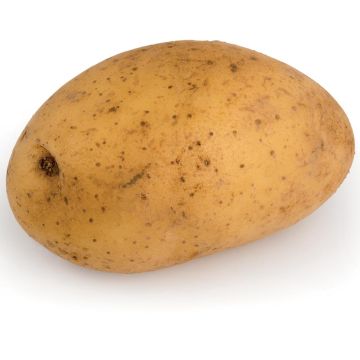 Peruna Laurette luomu