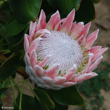 Kuningasprotea - Protea cynaroides