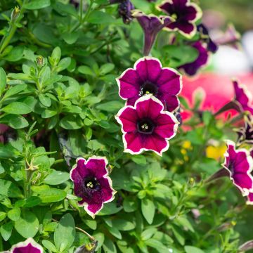 Tarhapetunia Cardinal Rim