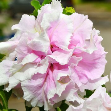 Riippapetunia Cascade Pink Orchid Mist (siemenet)