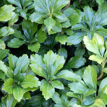 Varjoyrtti Green Sheen