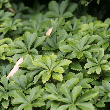 Varjoyrtti - Pachysandra terminalis