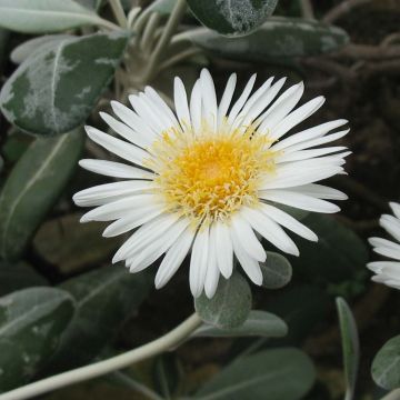 Pachystégia insignis Daizea Hardec