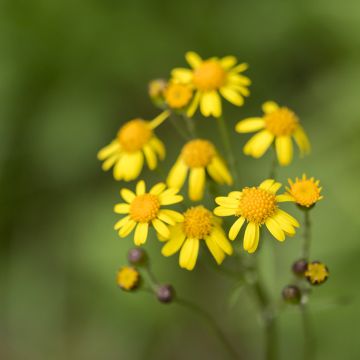 Rohtovillakko - Packera aurea