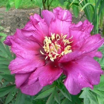Itoh-pensaspioni Morning Lilac