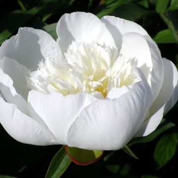 Kiinanpioni Immaculée