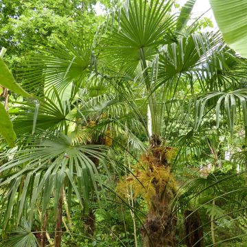 Kuitupalmu - Trachycarpus fortunei