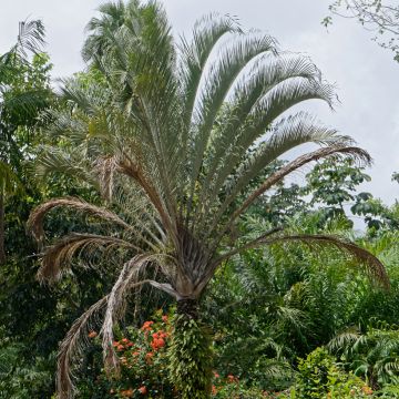 Kolmiopalmu - Dypsis decaryi