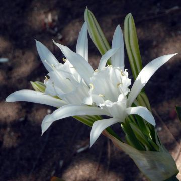 Hietamerinarsissi - Pancratium maritimum