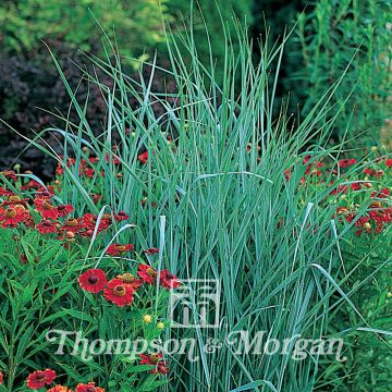 Lännenhirssi (siemenet) - Panicum virgatum