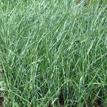 Hirssi - Panicum amarum