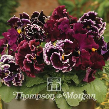 Tarhaorvokki Chalon Supreme Wildberry Mixed