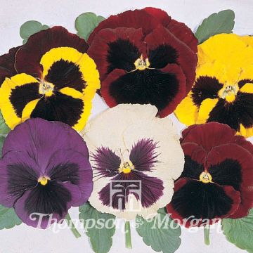 Tarhaorvokki Majestic Giant Mixed