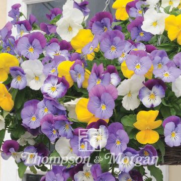 Tarhaorvokki Plentifall Mixed Hybride F1