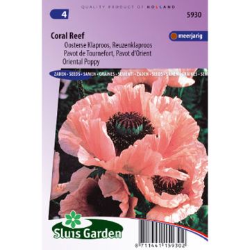 Idänuniko Coral Reef (siemenet) - Papaver orientale