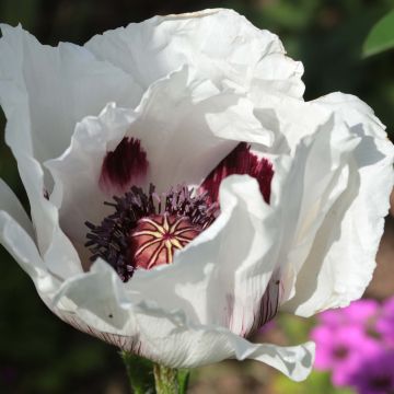 Idänuniko Perry's White