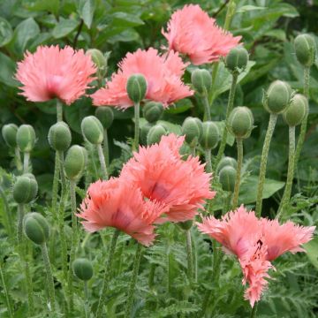 Idänuniko Pink Ruffles
