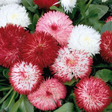 Kaunokainen Habanera