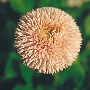 Kaunokainen Robella