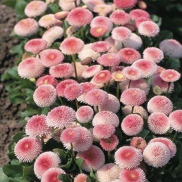 Kaunokainen Tasso Strawberries & Cream