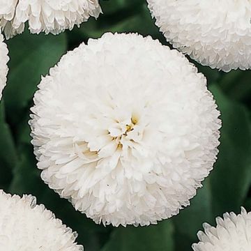Kaunokainen Tasso Blanche