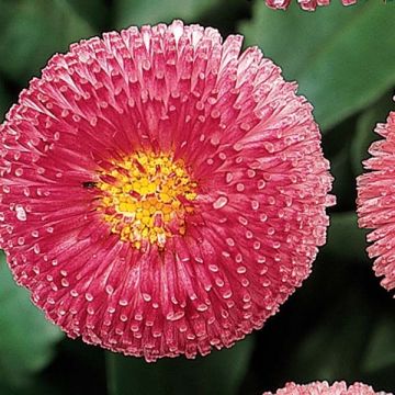 Kaunokainen Tasso Rose