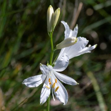 Paratiisililja - Paradisea liliastrum