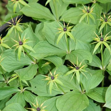 Sudenmarja - Paris quadrifolia