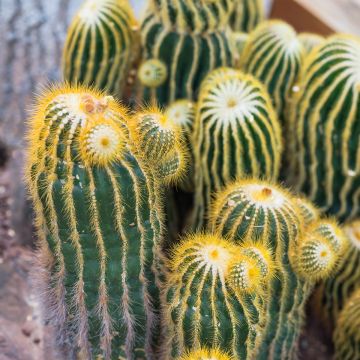 Parodia warasii