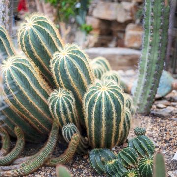 Parodia magnifica