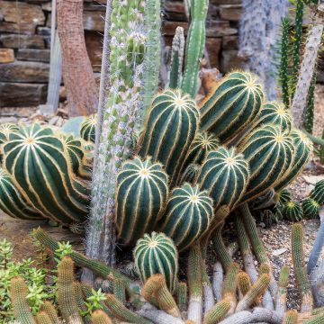 Parodia magnifica