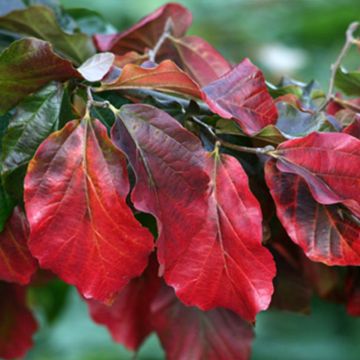 Persianparrotia Burgundy