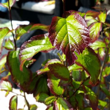Persianparrotia Persian Spire