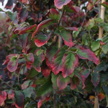Persianparrotia Vanessa