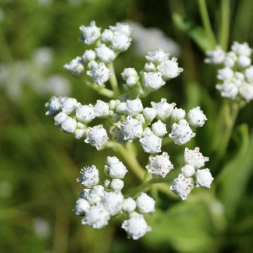 Preeriahelmikki - Parthenium integrifolium