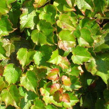 Raatihuonevilliviini Minutifolia