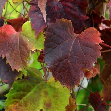Raatihuonevilliviini Atropurpurea