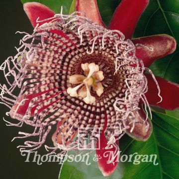 Passio (siemenet) - Passiflora alata