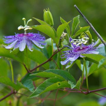 Rohtopassio - Passiflora incarnata