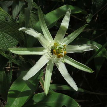 Passio - Passiflora mucronata