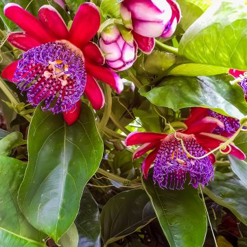 Jättipassio - Passiflora quadrangularis