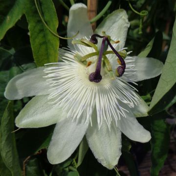 Panamanpassio - Passiflora subpeltata
